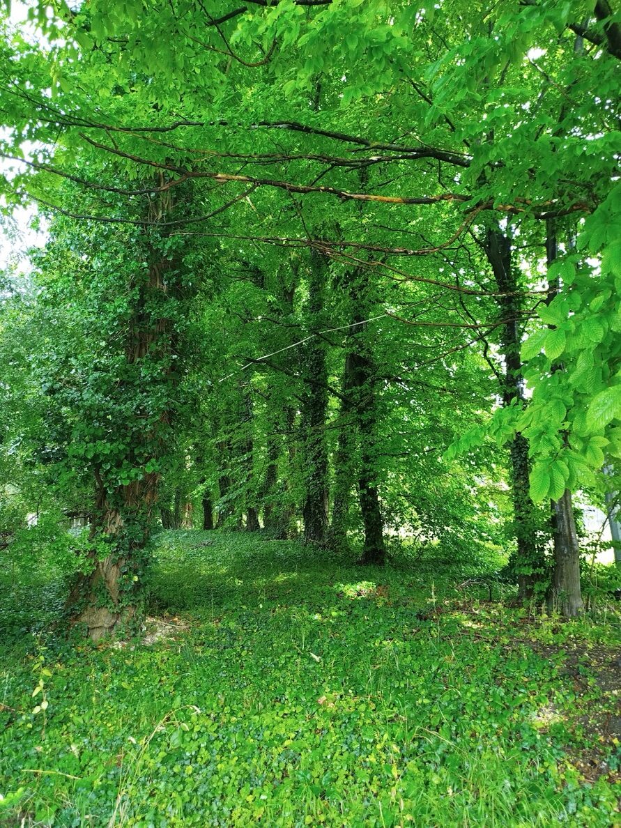 Šuma, mjesto mira i tišine